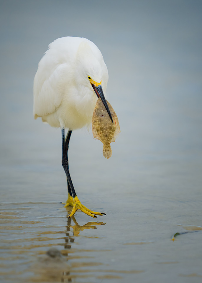 Snowy Egret w/ Flounder 2