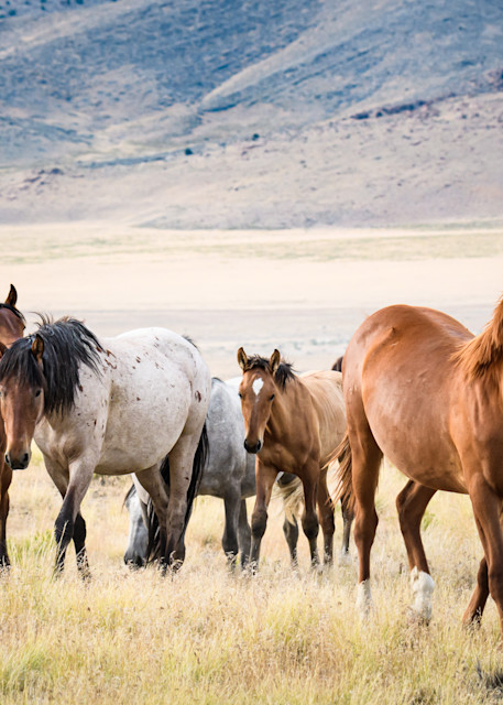 Wild stallion with his colorful herd in the desert