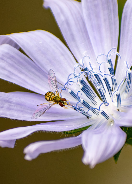 Nature | Hoverfly on Chicory