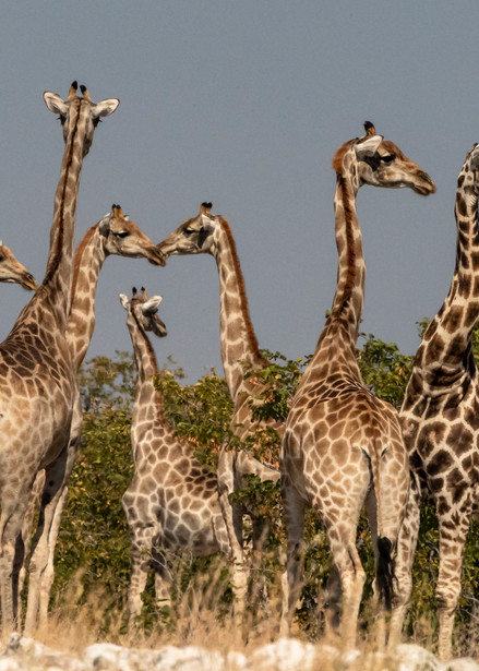 Giraffe Tower Photography Art | Great Wildlife Photos, LLC