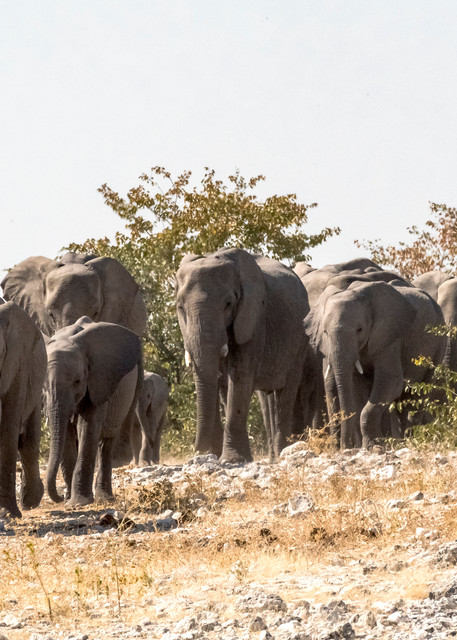 Elephant Family Traveling To Water Photography Art | Great Wildlife Photos, LLC