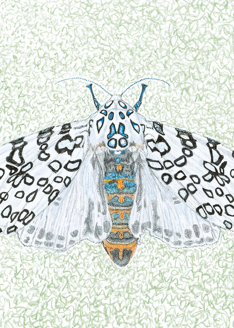 Giant Leopard Moth Art | Digital Arts Studio / Fine Art Marketplace