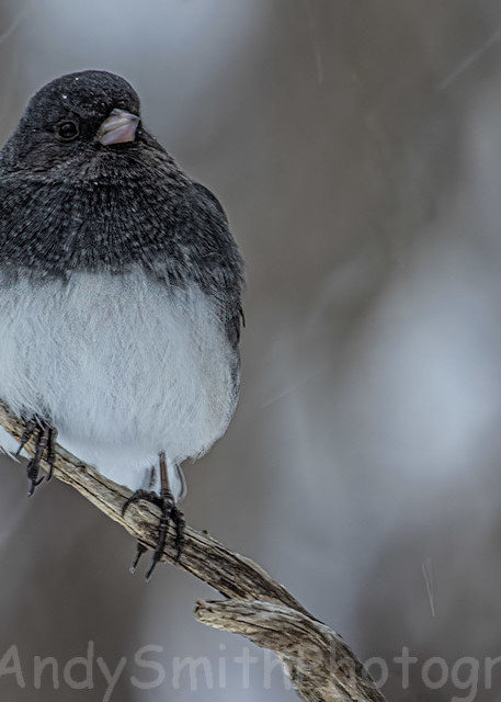 Dark Eyed Junco In Snow Storm Art | Andy Smith Photography