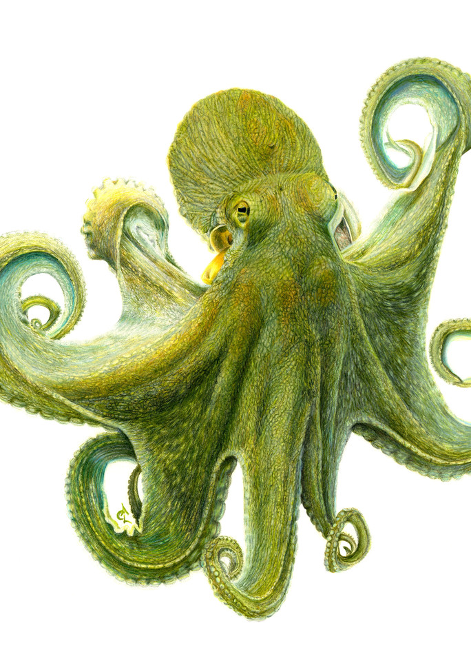 Octopus   "Oswald" Art | Gossamer Lane Fine Art