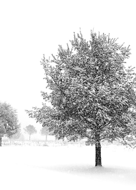 Charcoal Trees Photography Art | Photography by Desha