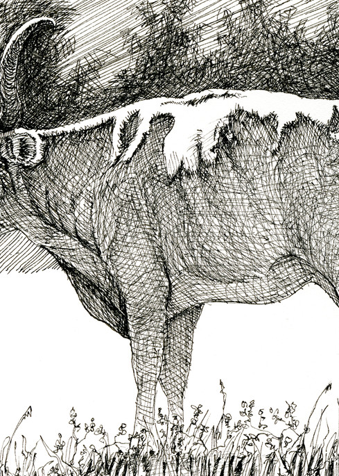 Longhorn Cow 3 Art | Greg Lewallen
