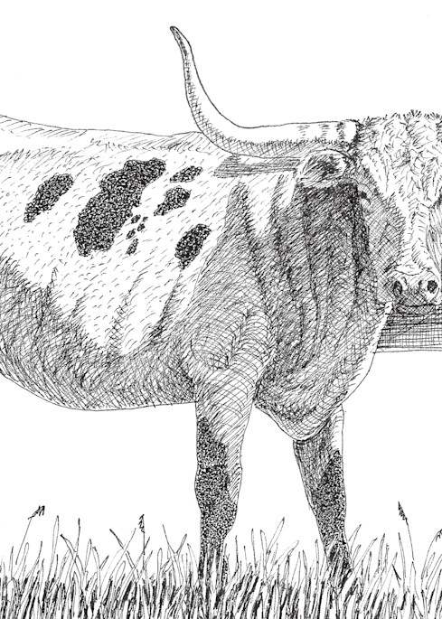 Longhorn Cow 5 Art | Greg Lewallen