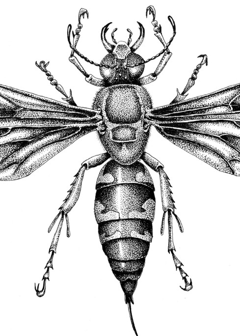 Cicada Killer Art | Greg Lewallen