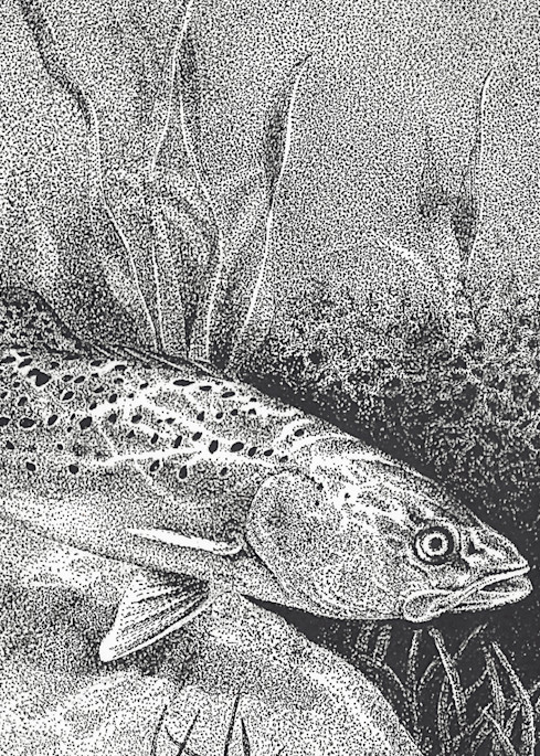 Speckled Trout, Laguna Madre Art | Greg Lewallen