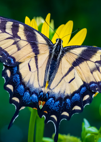 Female Eastern Tiger Swallowtail