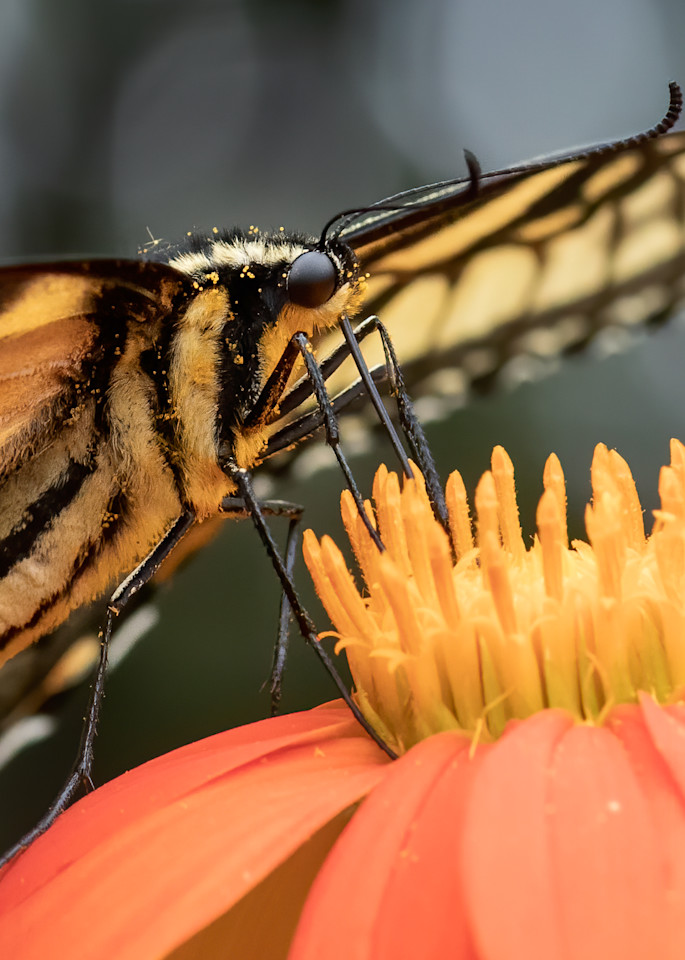 Eastern Tiger Swallowtail Butterfly  Feeding