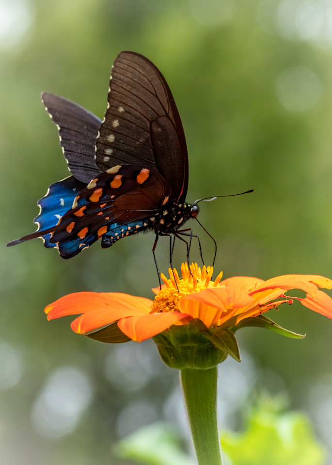 Spicebush Swalowtail Butterfly