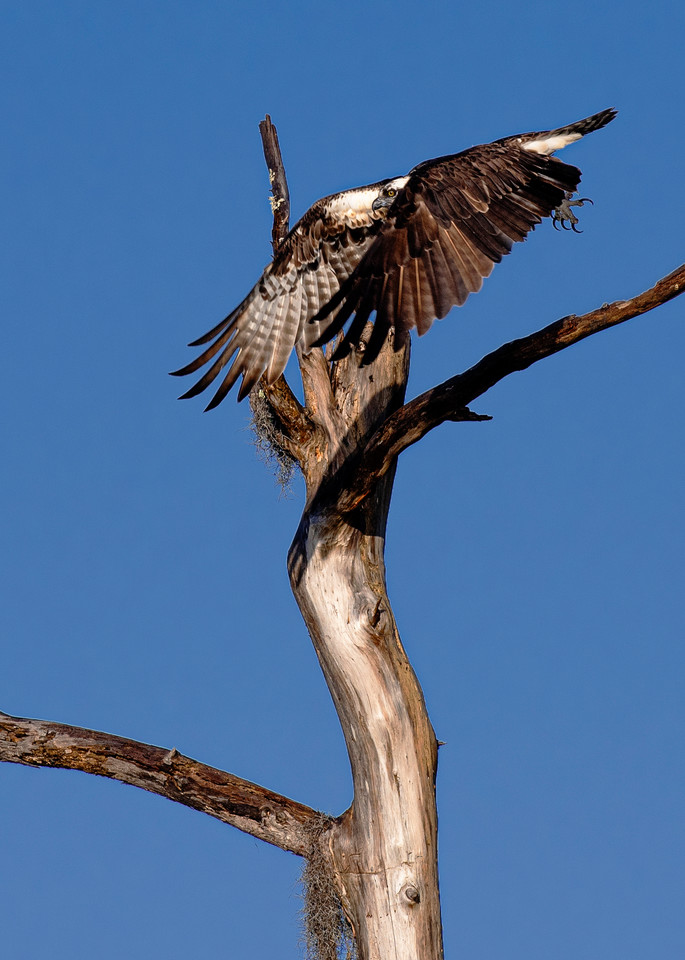 Osprey taking flight - Wildlife fine-art photography prints