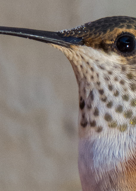 Hummingbird Art | Close up Bird Art