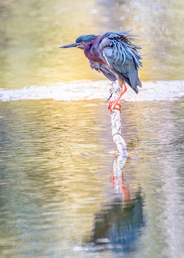 Green Heron Reflection Photography Art | Thomas Yackley Fine Art Photography