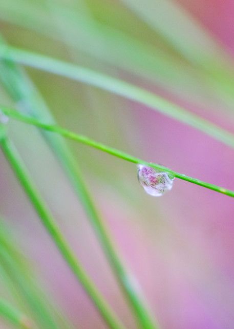 Spring Droplets Photography Art | Silver Sun Photography