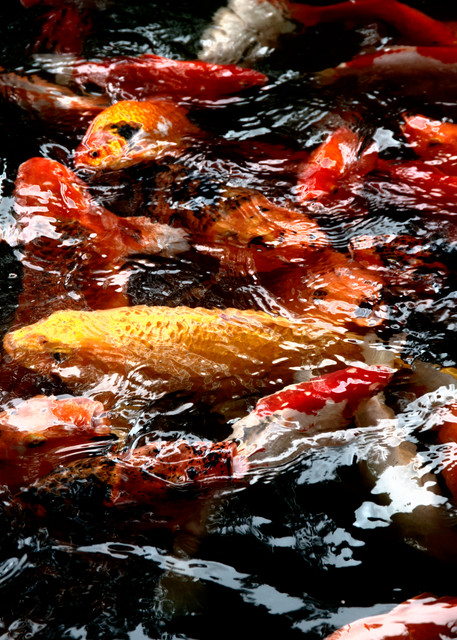 Yellow Koi Looking For Food Photography Art | Pacific Coast Photo