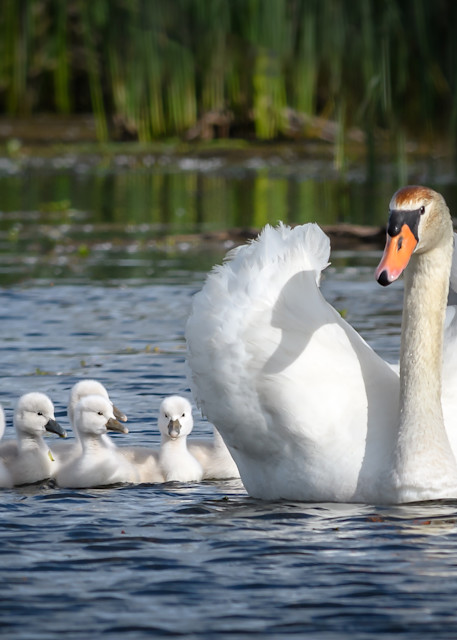 Swan Babies