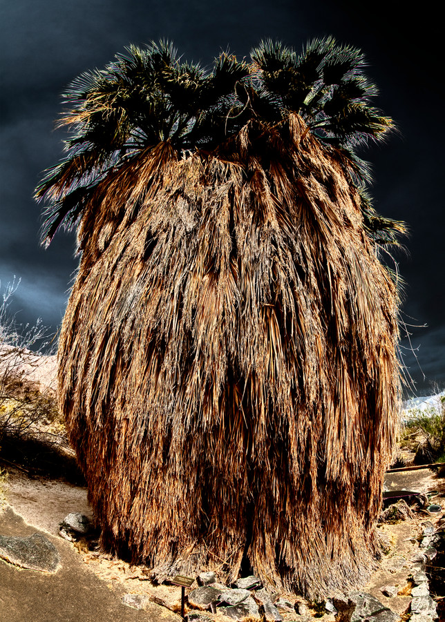 "Cousin It" Desert Palm Photography Art | Pacific Coast Photo