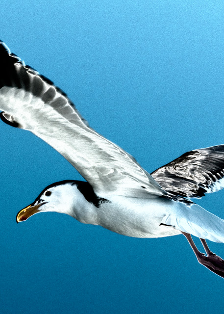Soaring Seagull Photography Art | Pacific Coast Photo