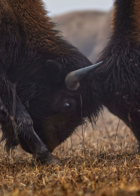 Oklahoma Bison 5 Photography Art | Images of the Ozarks, Photography by Steve Snyder
