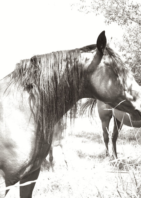 Peaceful Horse In Pasture Photography Art | Kilpatrick Studios