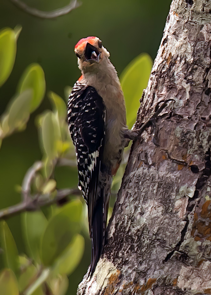 Woodpecker Tongue  Photography Art | Aqua Clara Photography