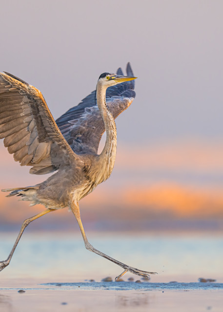 Great Blue Heron Dancing Photography Art | Harry Lerner Photography
