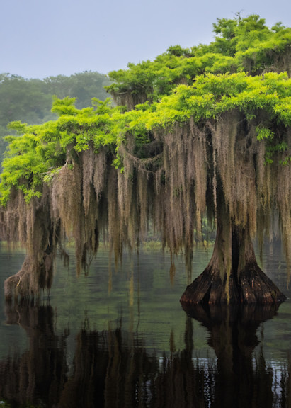 Blue Cypress Lake 1 Photography Art | Harry Lerner Photography