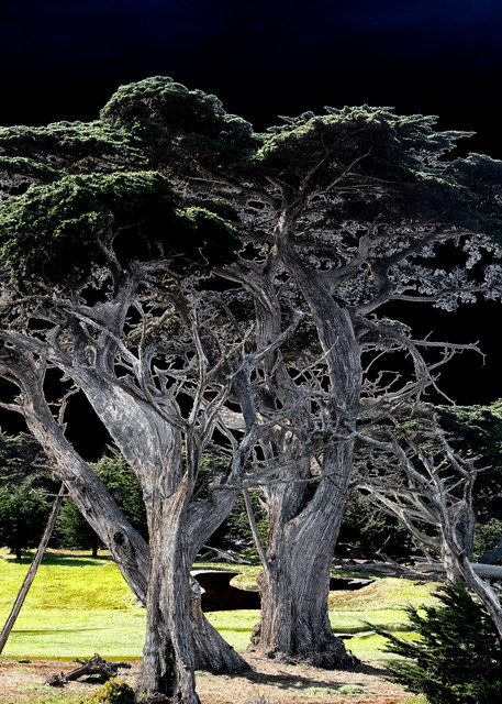 Cypress Trees At Seal Rock Photography Art | Pacific Coast Photo