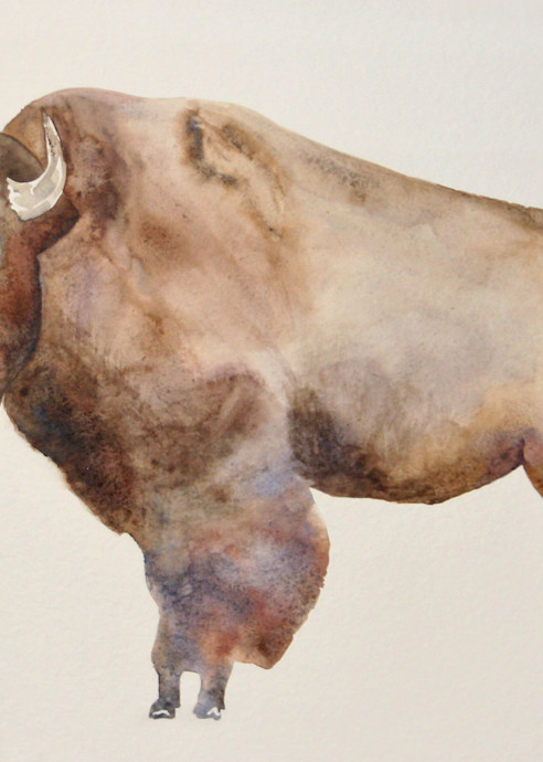 Watercolor Buffalo / Bison