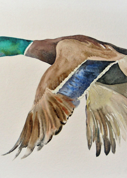 Watercolor Duck in flight