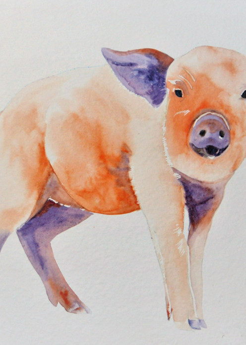 Watercolor painting of a pig