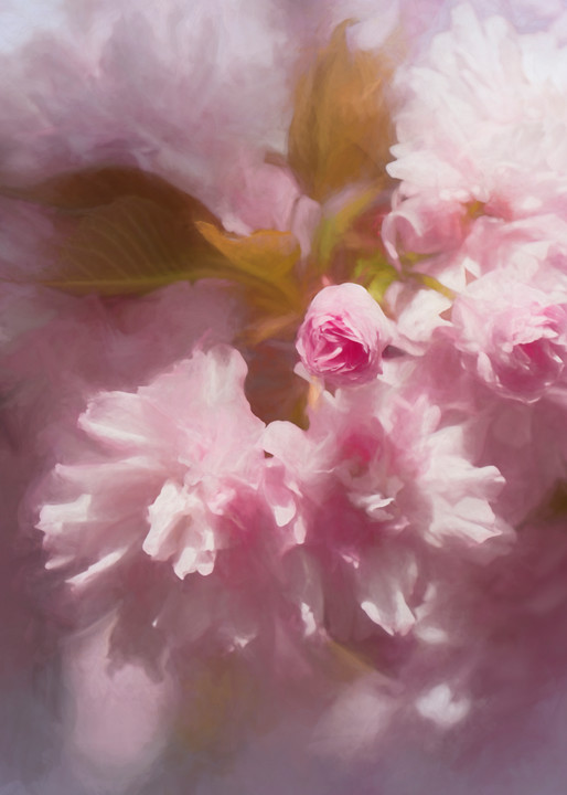 Cherry Blossom Cloud