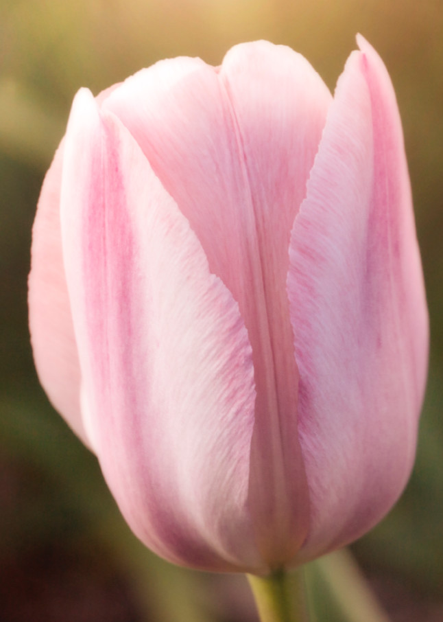 Solo Pink Tulip