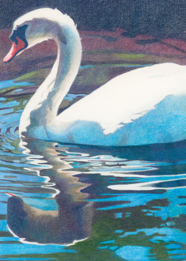 Backlit Swan Art | Kathy Koziak Art