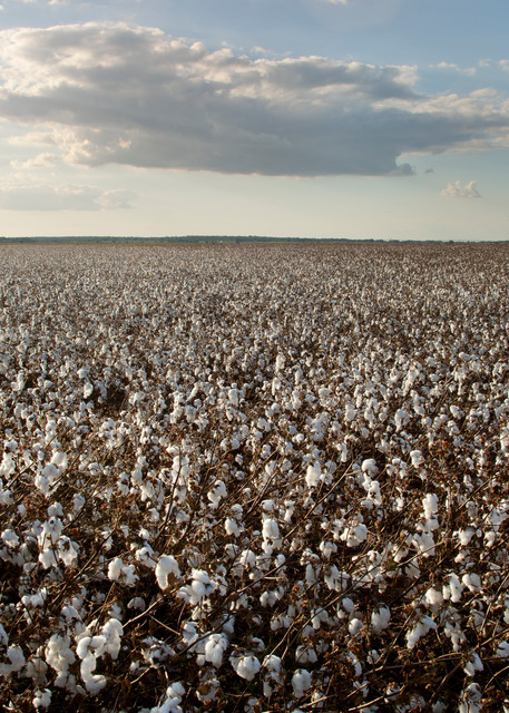 Cotton Field Near Snook, Texas Photography Art | Rick Gardner Photography