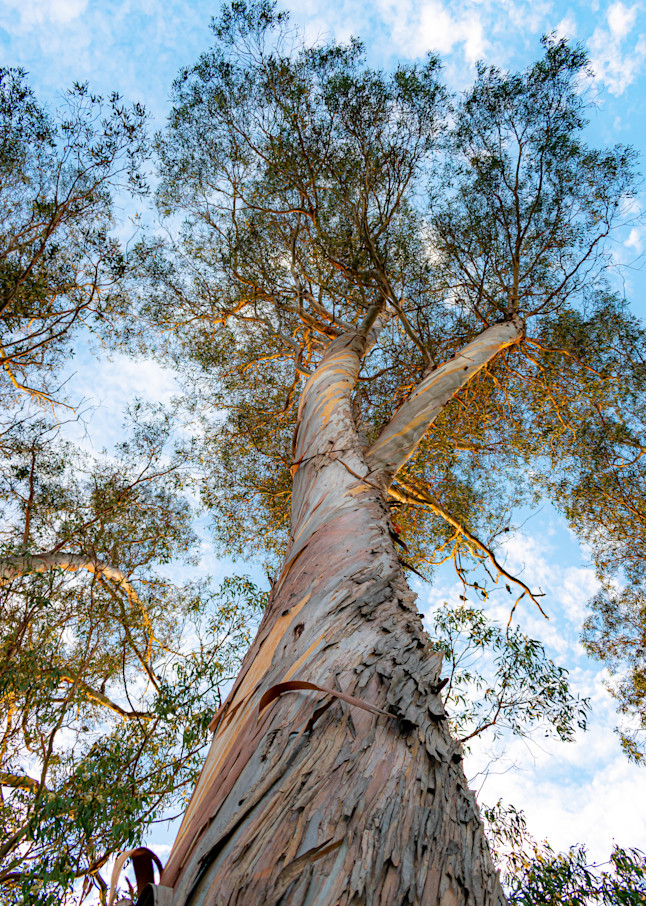 Twisted Eucalyptus Photography Art | JQuevedo Photography