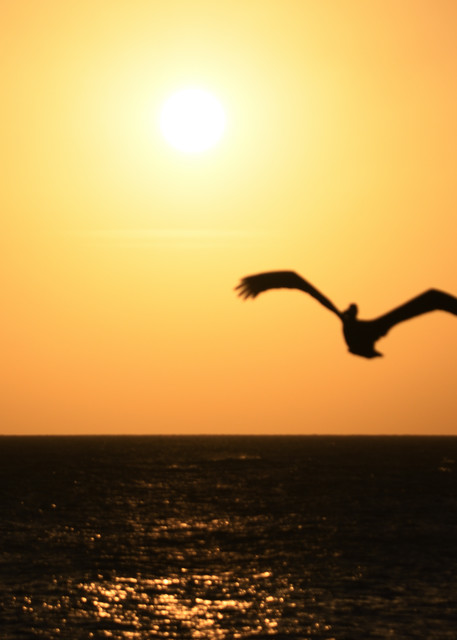Pelican In Aruba Photography Art | neilfkadey