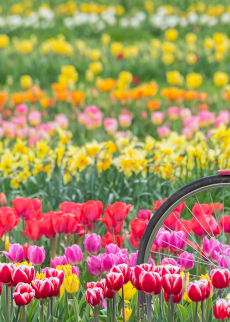 red bike in tulip field