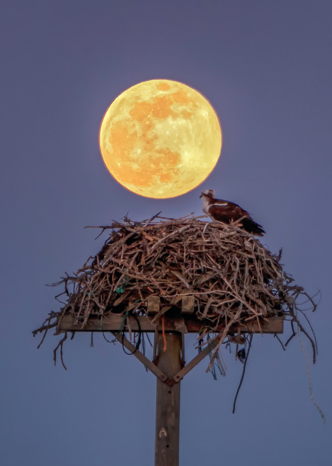 Osprey Moon Art | Michael Blanchard Inspirational Photography - Crossroads Gallery