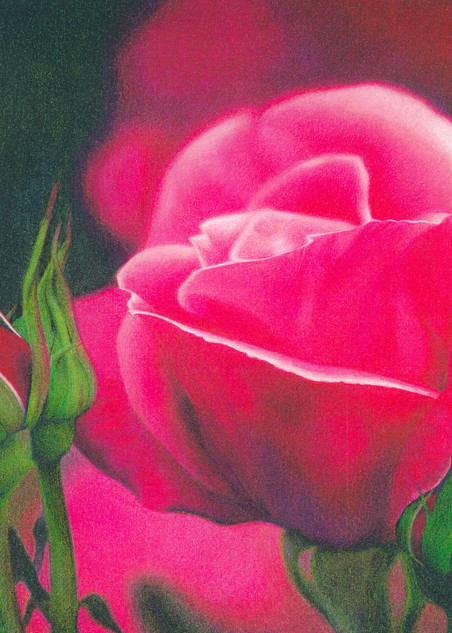Romantic Rose Art | Kathy Koziak Art