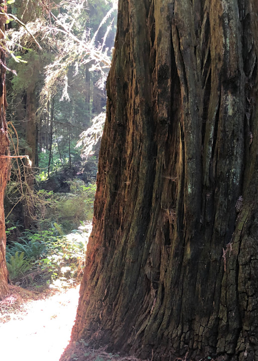 Redwoods Art | Alour 