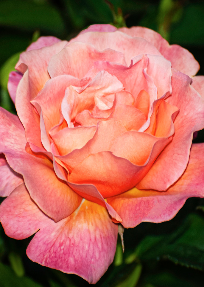 Peach Rose Victoria