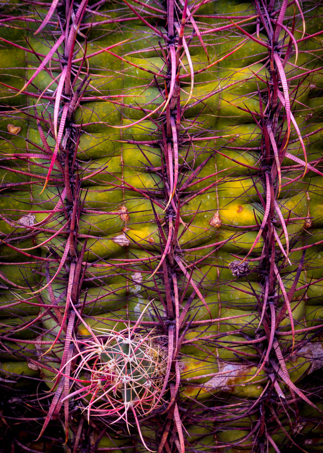 Barrel Cactus Abstract | Nature Photography | Thomas Watkins Fine Art Photography