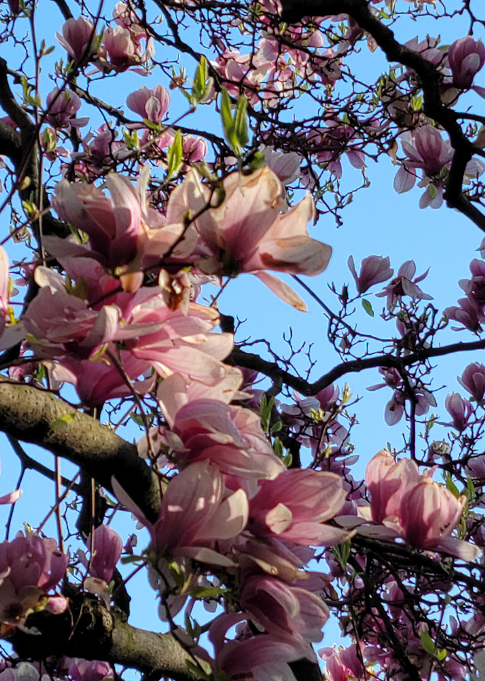 Magnolia Blossoms In Central Park1 Art | Jude Barton Fine Art