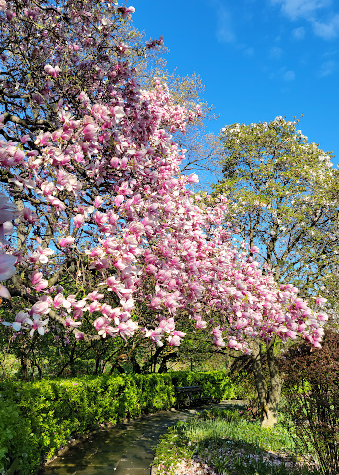 Magnolia Blossoms In Central Park2 Art | Jude Barton Fine Art