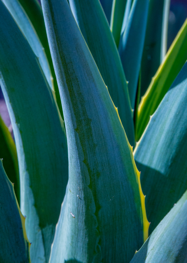 Abstract Agave - Abstract Wall Art Print for Sale | Thomas Watkins Fine Art