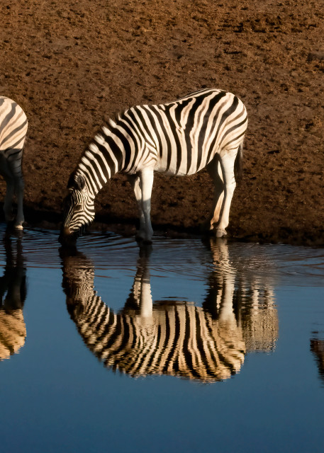 Zebra Mirror Photography Art | nancyney