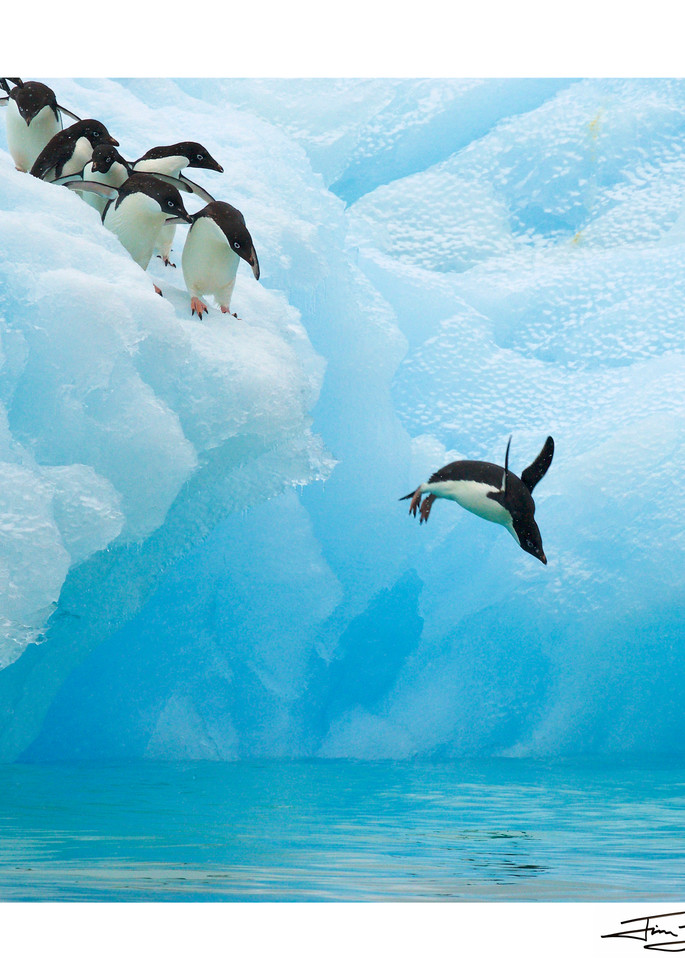 Photograph of a penguin taking the plunge.